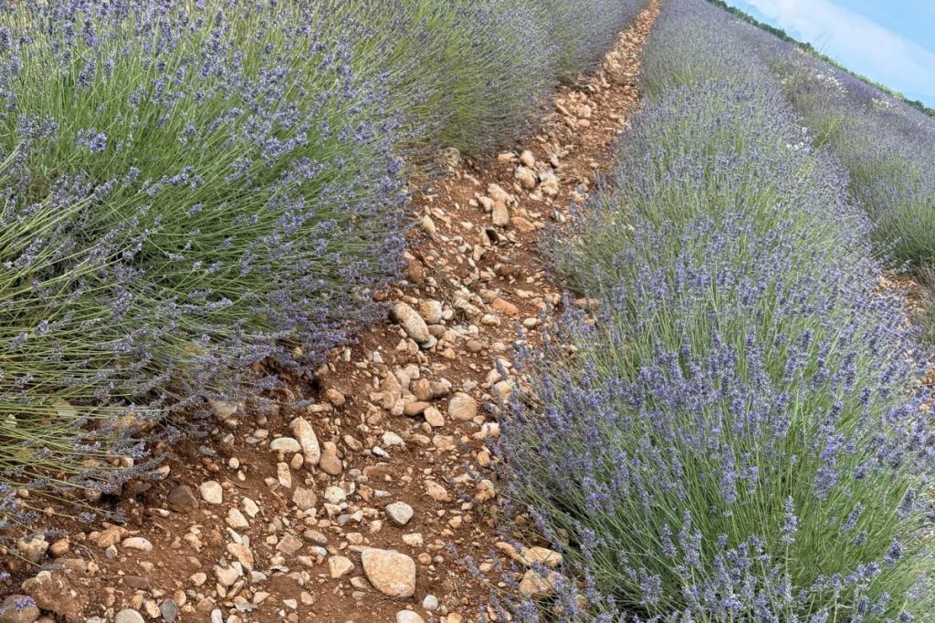 Lavender fields in Provence near Château Mentone Saint-Antonin-du-Var