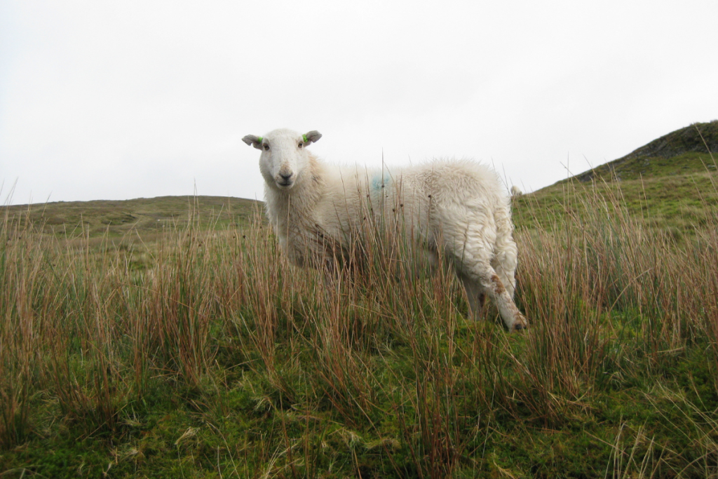 Sheep blocking the road in North Wales near Snowdonia — budget travel tip: add extra driving time